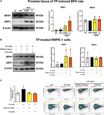Panax ginseng C.A. meyer alleviates benign prostatic hyperplasia while preventing finasteride-induced side effects